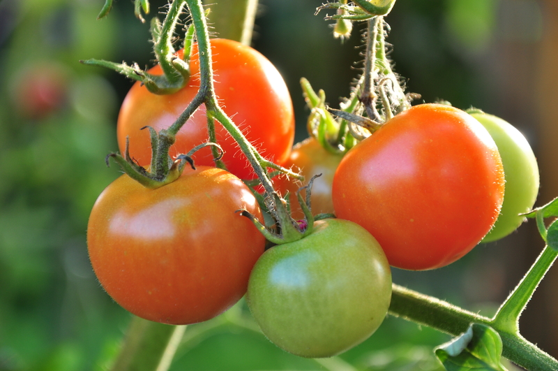 balkon tomate