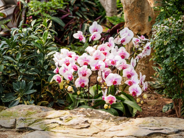 orchideen-zwischen-bueschen