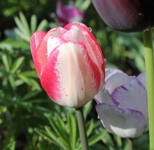 weiß rose Tulpe