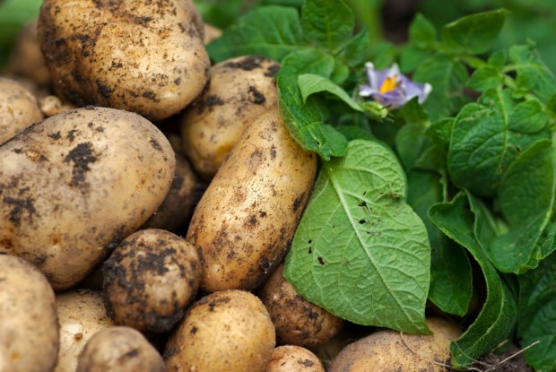 Kartoffeln und Kartoffelpflanze nach der Ernte