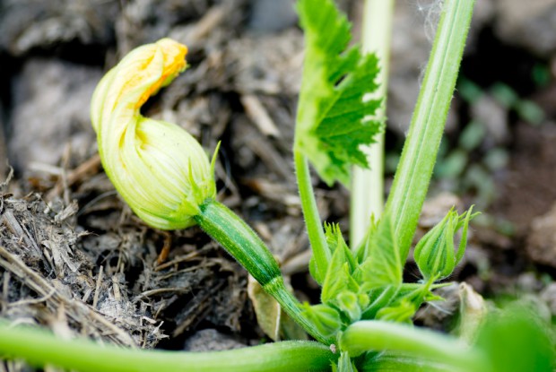 Baby-Zucchinifrucht an der Pflanze