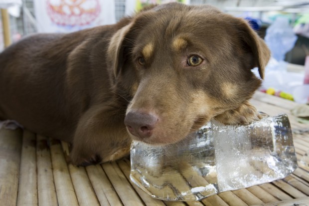 Hund auf Eis