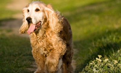 alter hund gesundheit und pflege