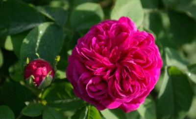 Rose de Resht Blüte