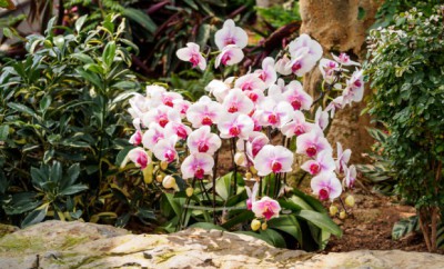orchideen-zwischen-bueschen