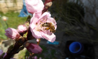 Biene auf Nektarine