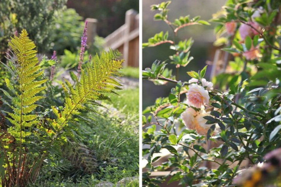 Blüten in DoMis Garten