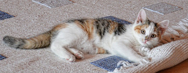 Katze auf Sisalteppich