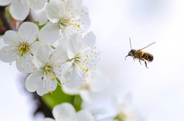 10 Tipps für Bienen im Garten oder Balkon