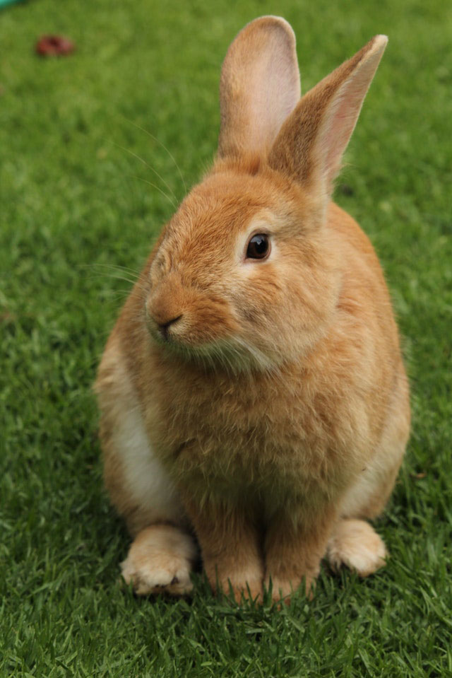 Kaninchen gesund bleiben