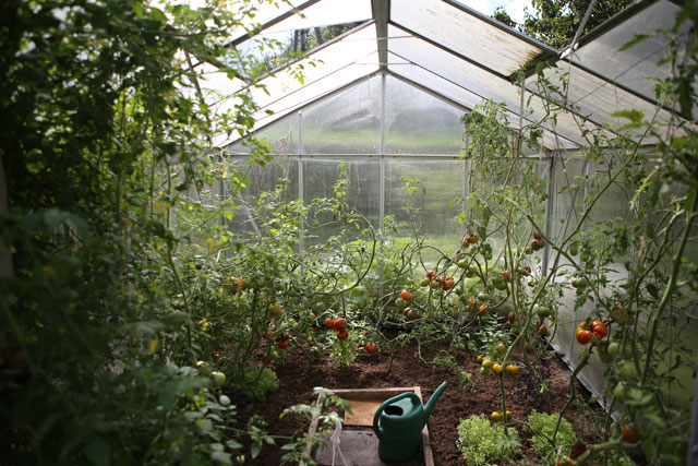 Gemüse im Gewächshaus anpflanzen