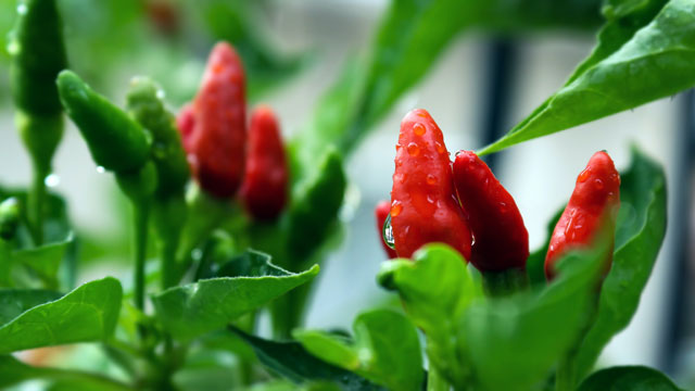 Paprika und Chili selber anbauen