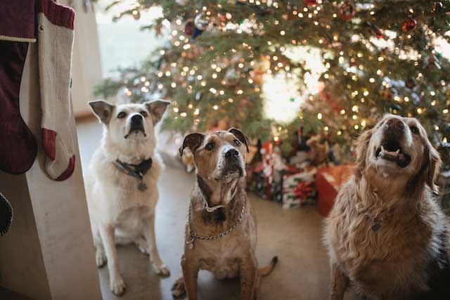 Weihnachten Hunde Leckereien