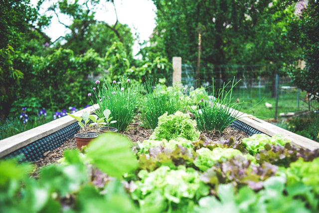 Garten Pflanzen interaktiv