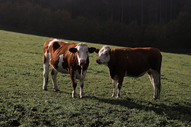 Bio-Kühe Weide Milch