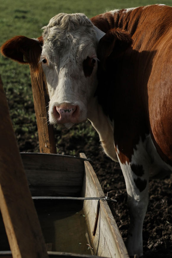 Bio-Kuh Futter Milch