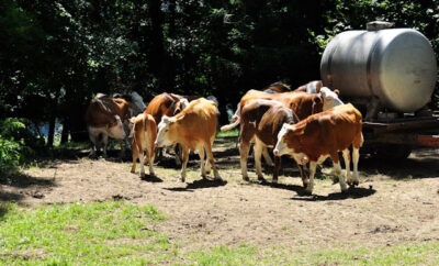 Bio-Milch normale Milch Unterschiede