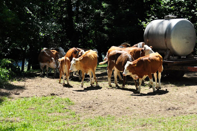 Bio-Milch normale Milch Unterschiede